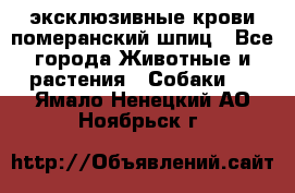 эксклюзивные крови-померанский шпиц - Все города Животные и растения » Собаки   . Ямало-Ненецкий АО,Ноябрьск г.